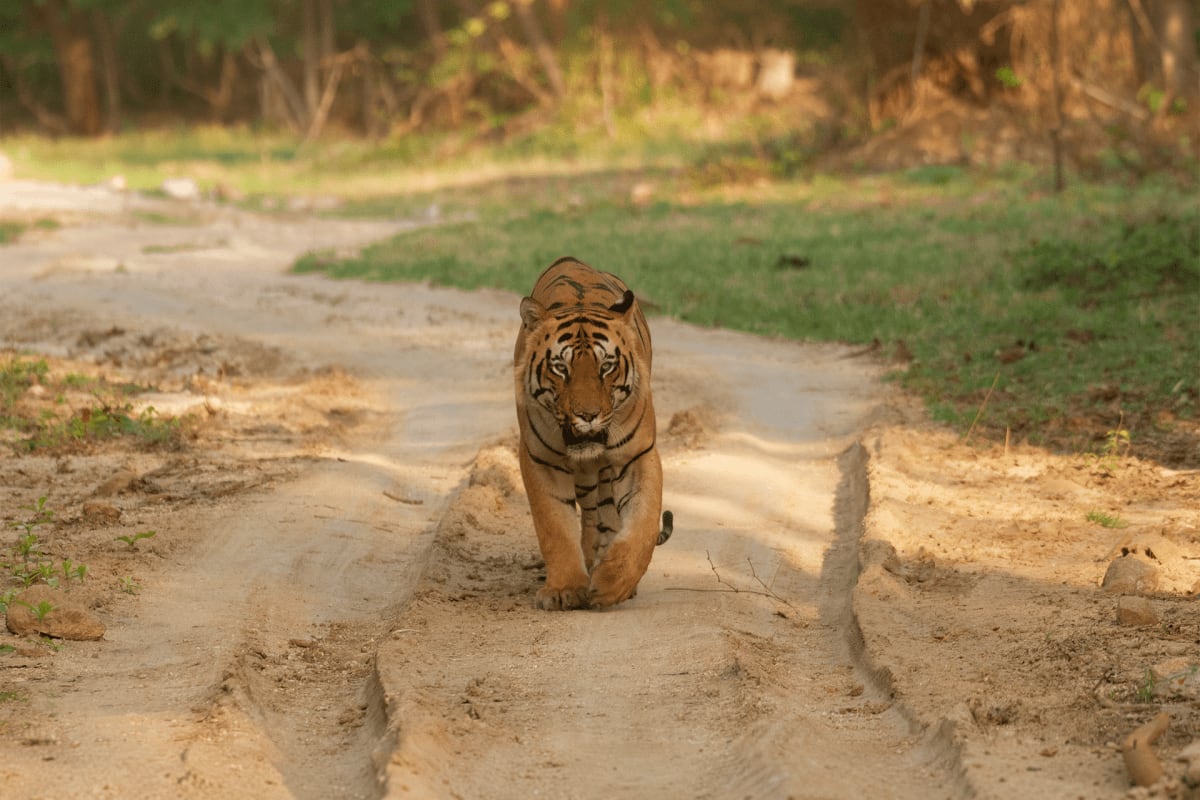 Tiger walking toward camera on sandy dirt road in natural habitat during safari
