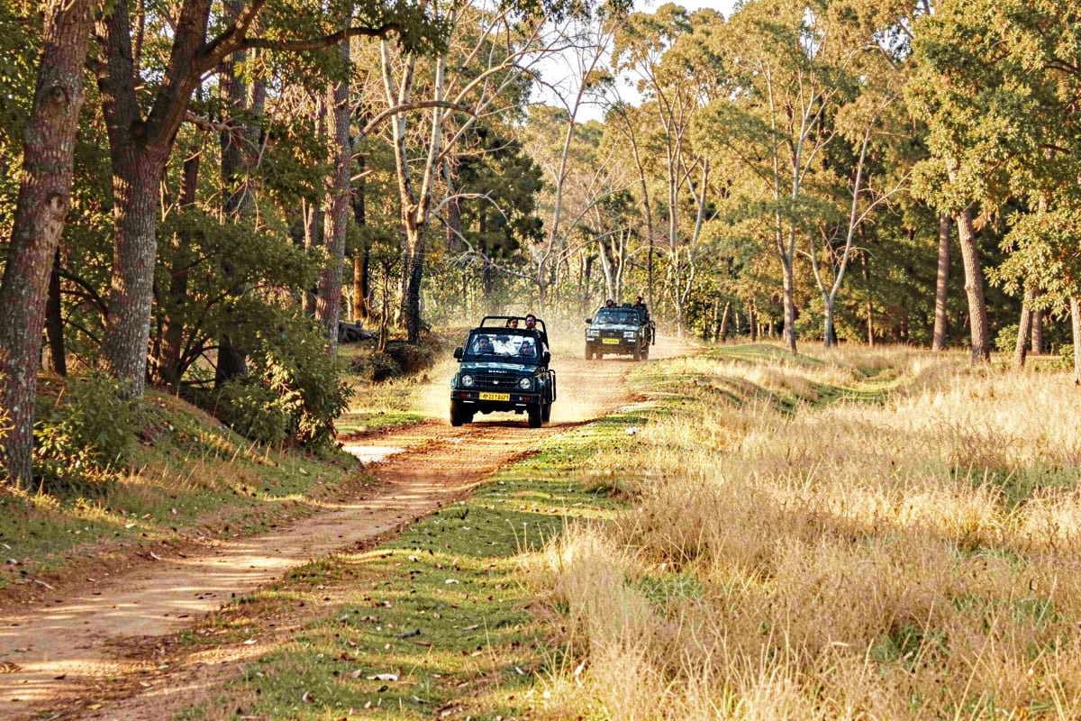 Three jeeps driving on a dirt forest road lined with tall trees and dry grass during a safari tour