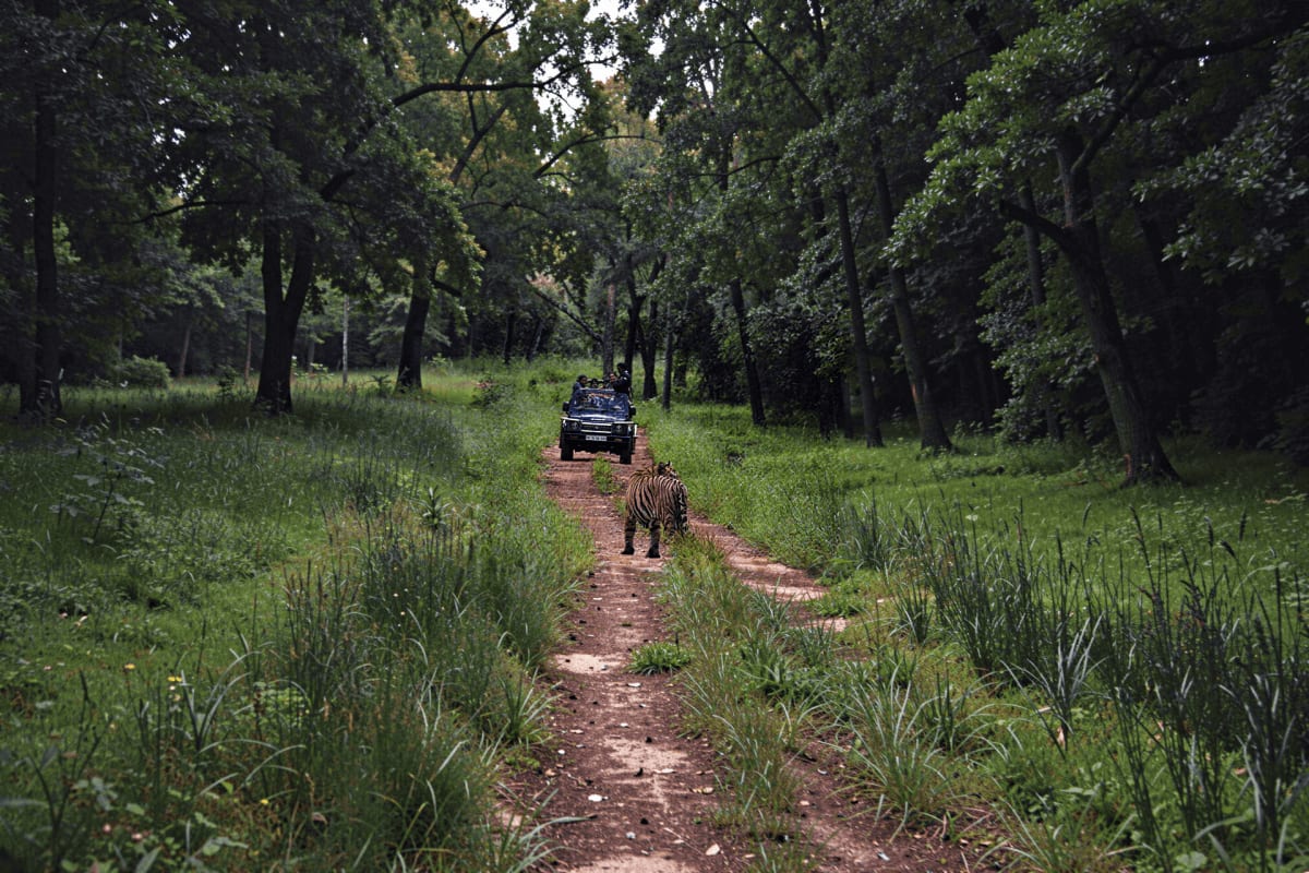 Tiger walking on dirt path in forest with Jeep safari vehicle following behind through dense woodland with tall trees