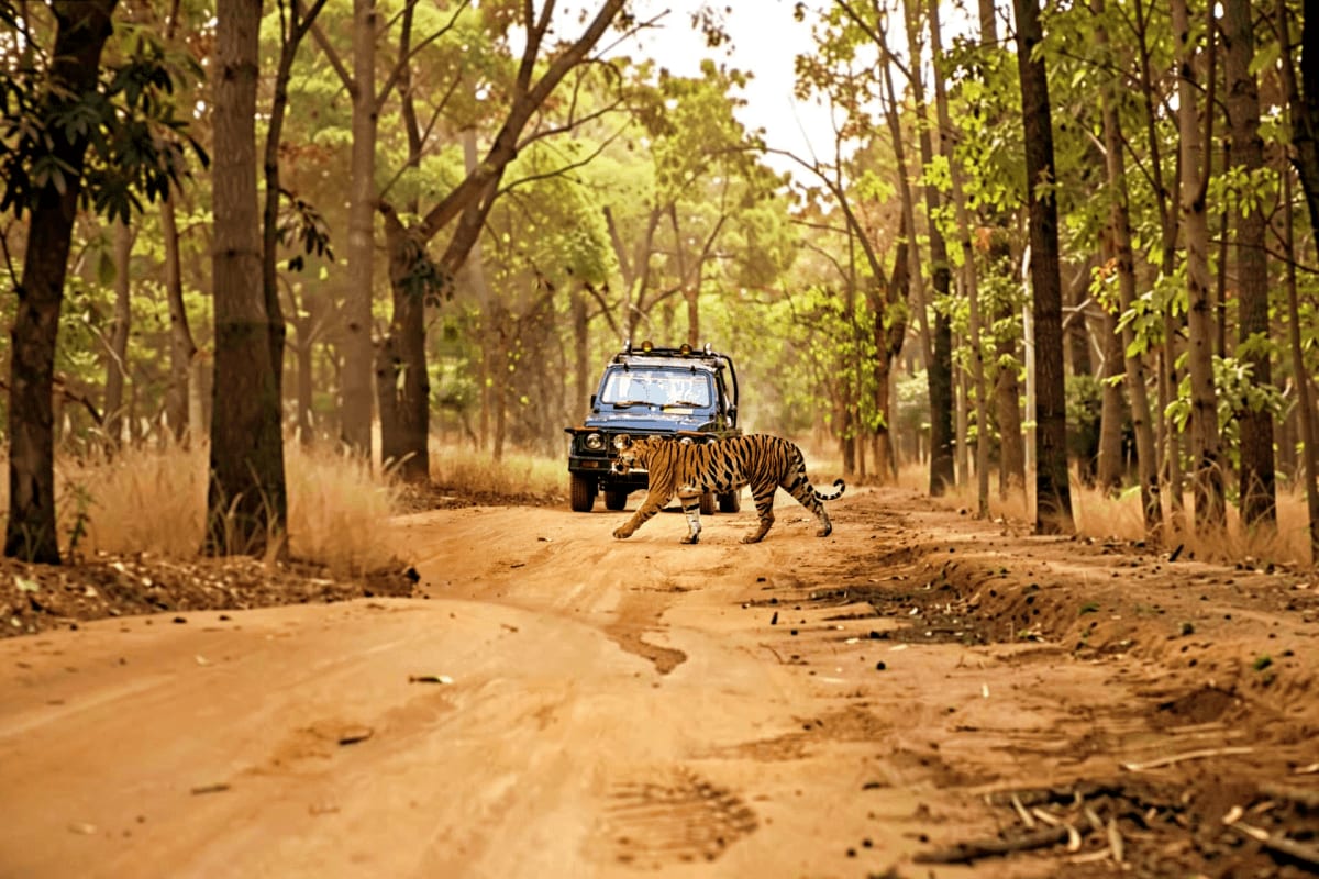 Tiger crossing dirt forest road in front of safari jeep during wildlife tour