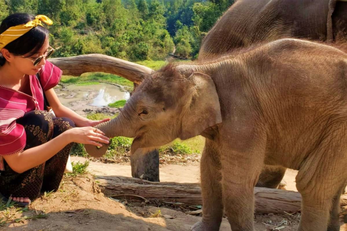 Elephant Jungle Sanctuary Woman feeding young elephant with her hand at jungle sanctuary with forested hillside and river in background