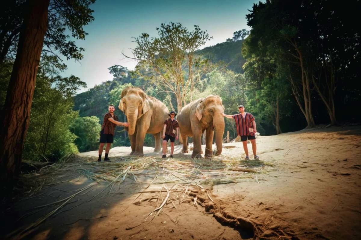 Elephant Jungle Sanctuary Tourists walking with two Asian elephants in a natural jungle sanctuary surrounded by tall trees and sandy terrain
