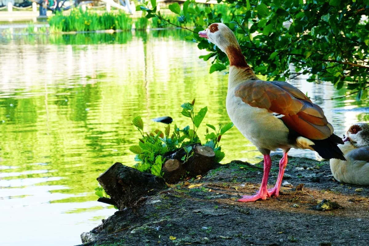 African shelduck with white head and chestnut body standing on rocky ground beside green pond water at bird park