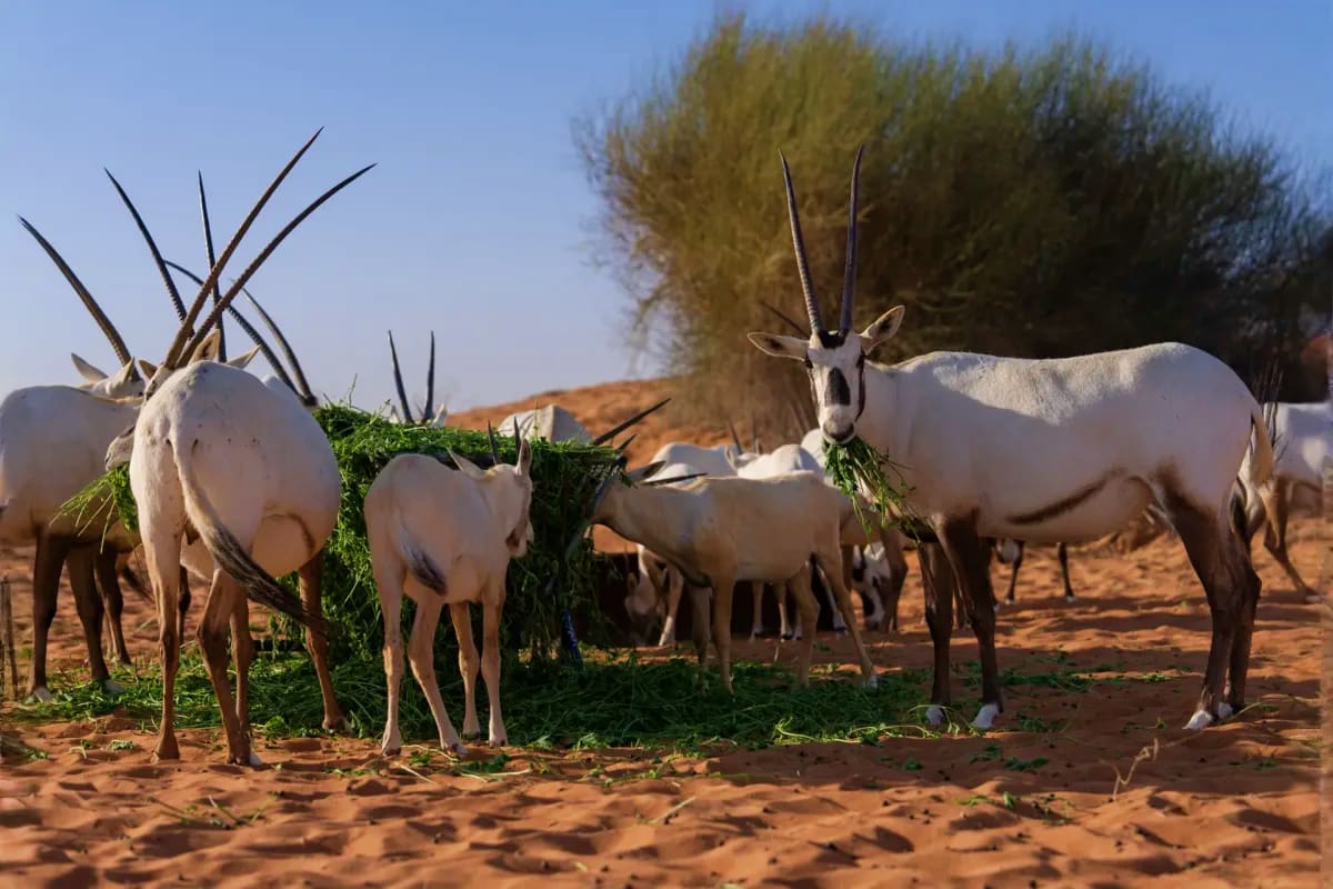 Herd of white Arabian oryx antelopes grazing on green vegetation in desert sand with acacia trees in background