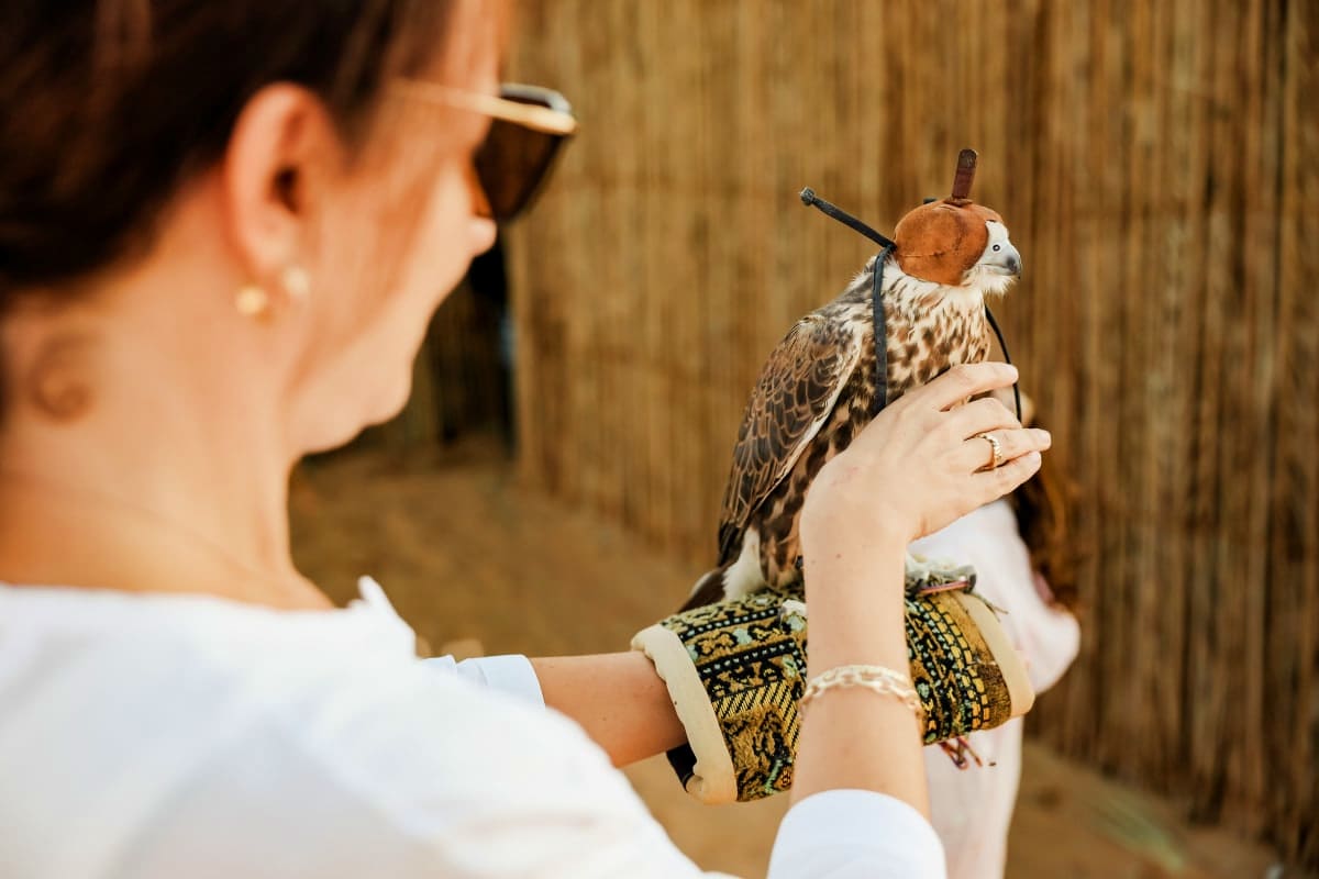 Woman in sunglasses holding a falcon with protective glove during a falconry experience activity