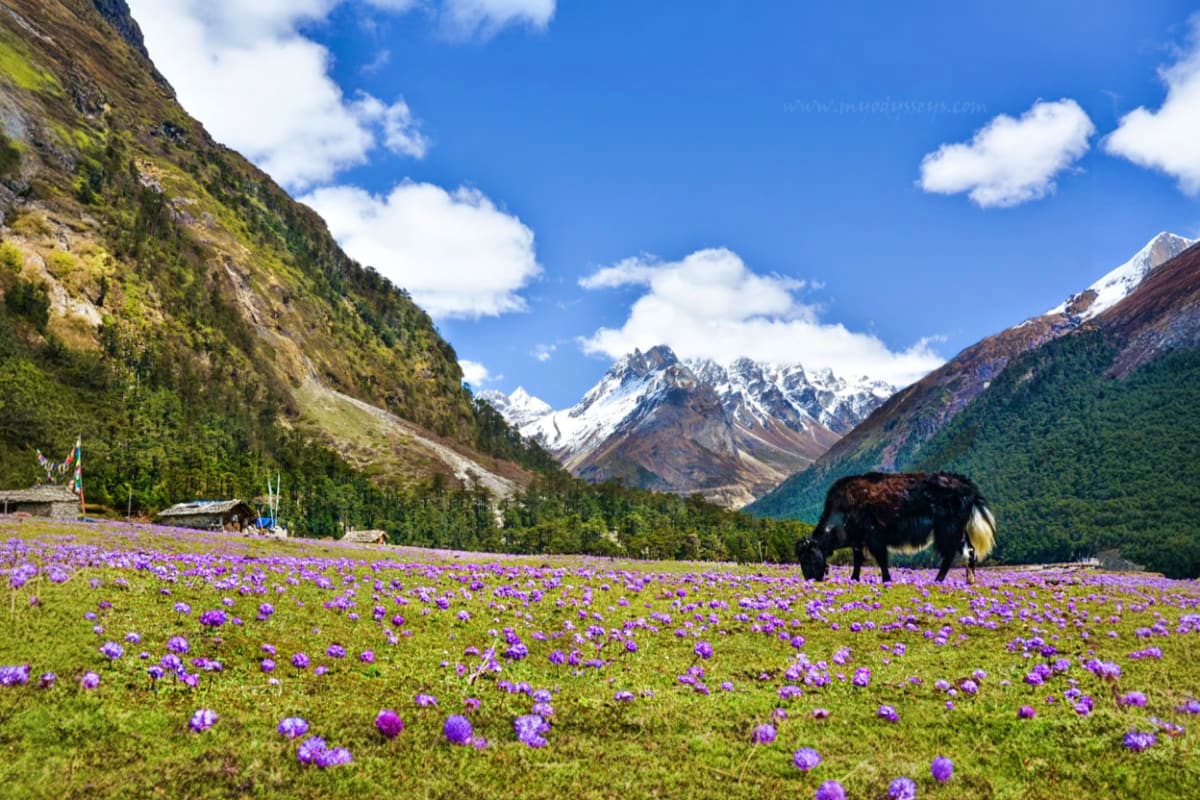 Yak grazing in purple wildflower meadow with snow-capped Himalayan mountains and forested valleys in background