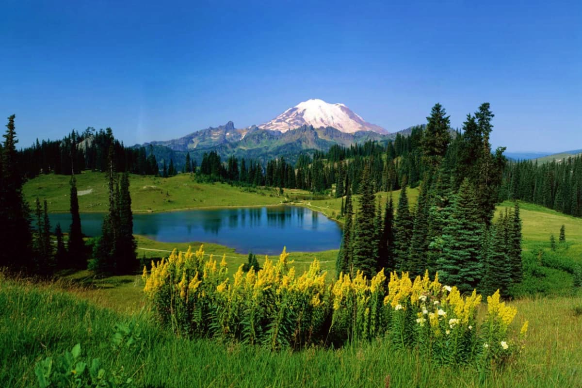 Mount Rainier with snow-capped peak reflected in alpine lake surrounded by evergreen forest and yellow wildflowers