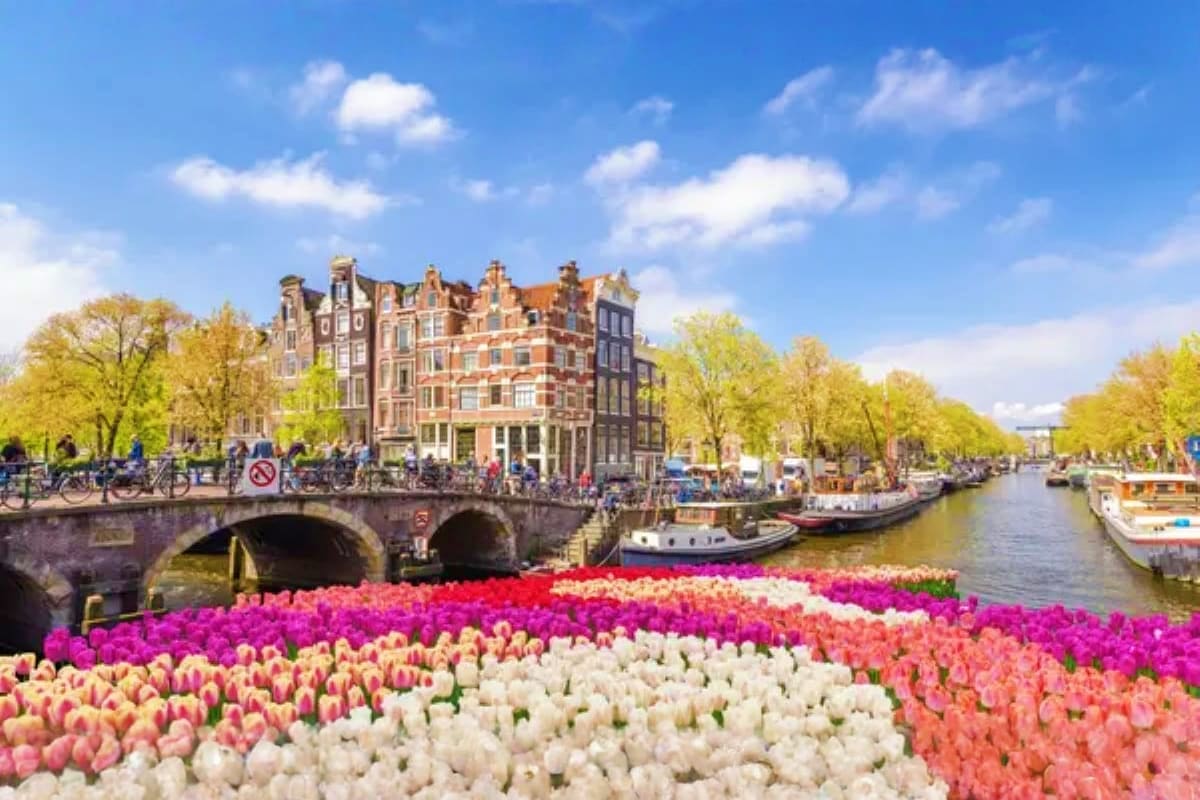 Colorful tulip garden along Amsterdam canal with historic brick buildings and stone bridge, boats moored in water
