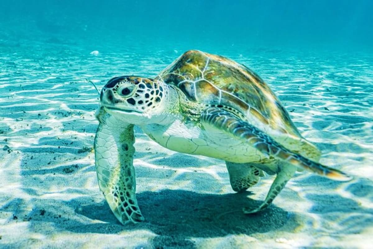 Green sea turtle swimming near sandy ocean floor in shallow turquoise water