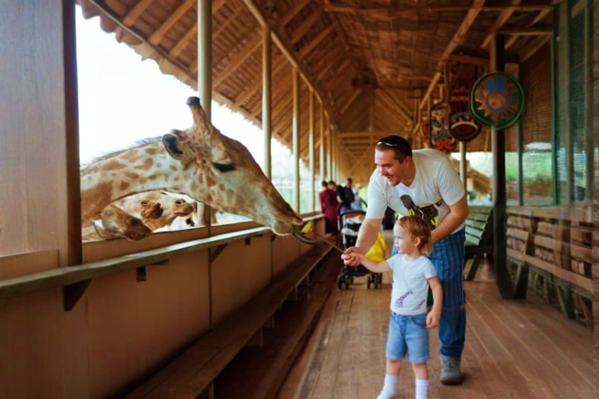 Man and child feeding giraffes through wooden railing at Safari World animal facility