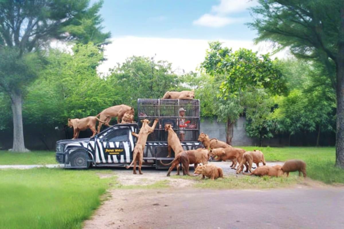 Zebra-striped safari vehicle with multiple lions around it in an open-air zoo environment during a drive-through safari tour