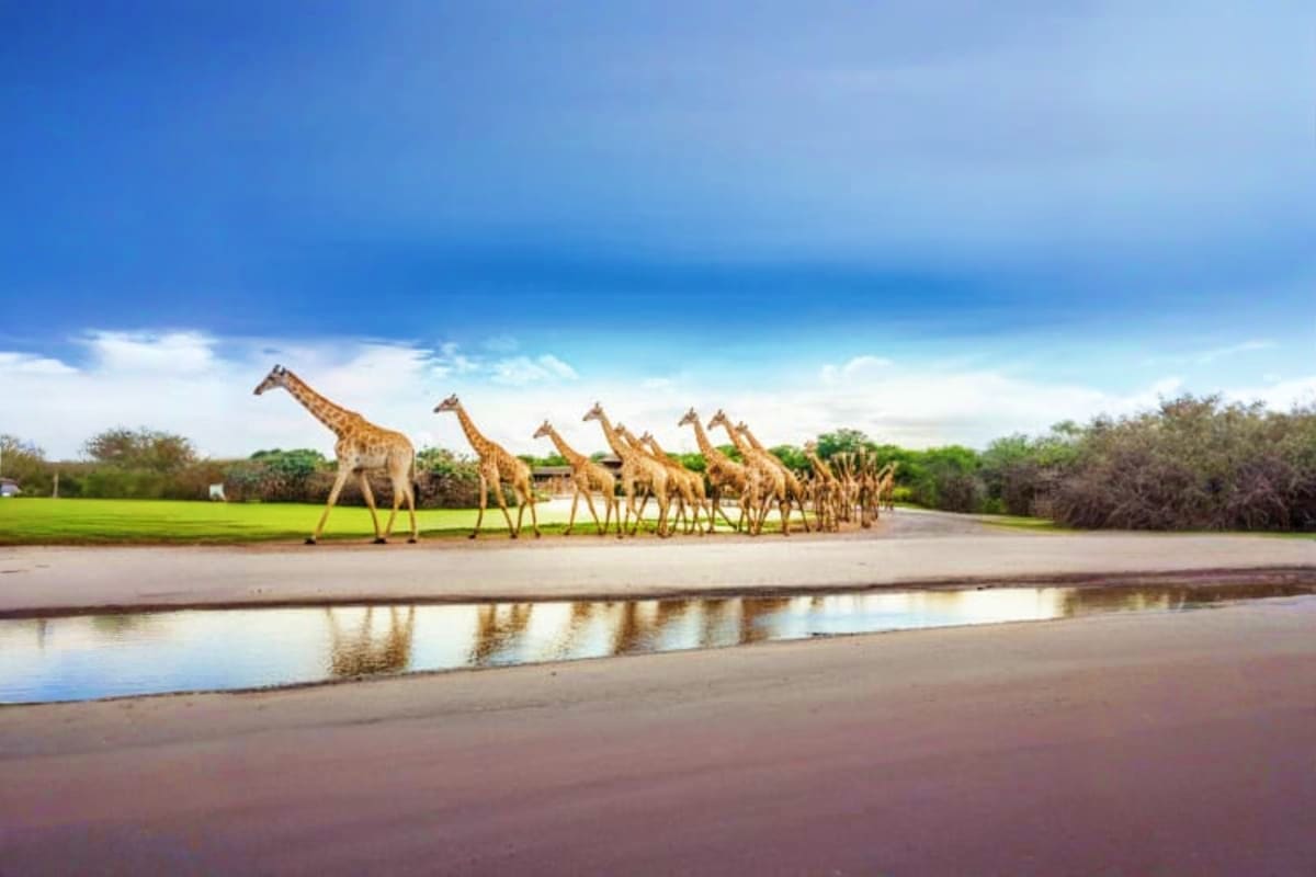 Herd of giraffes walking across sandy ground near water with green vegetation and blue sky in African savanna landscape