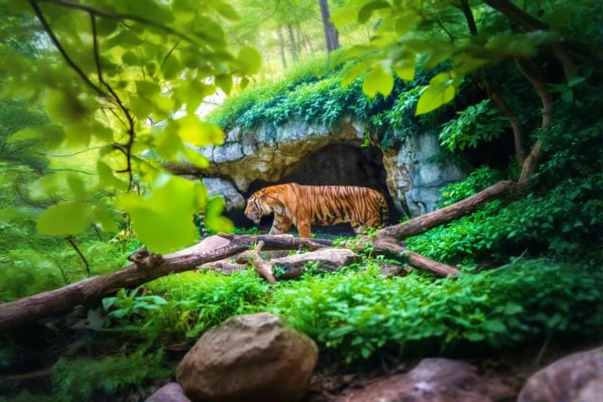 Tiger walking near rocky cave entrance surrounded by lush green vegetation and fallen logs in forest habitat