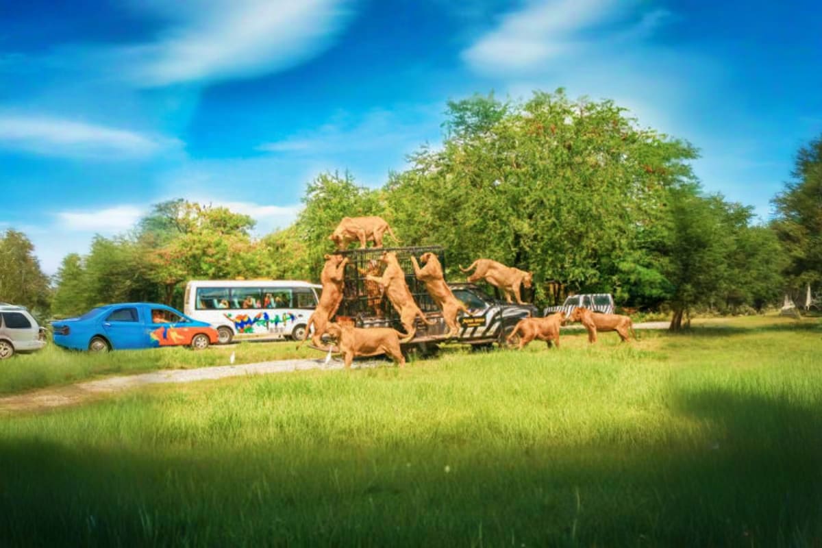 Safari World drive-through wildlife park with lions around vehicles and tourists on grassland with trees under blue sky