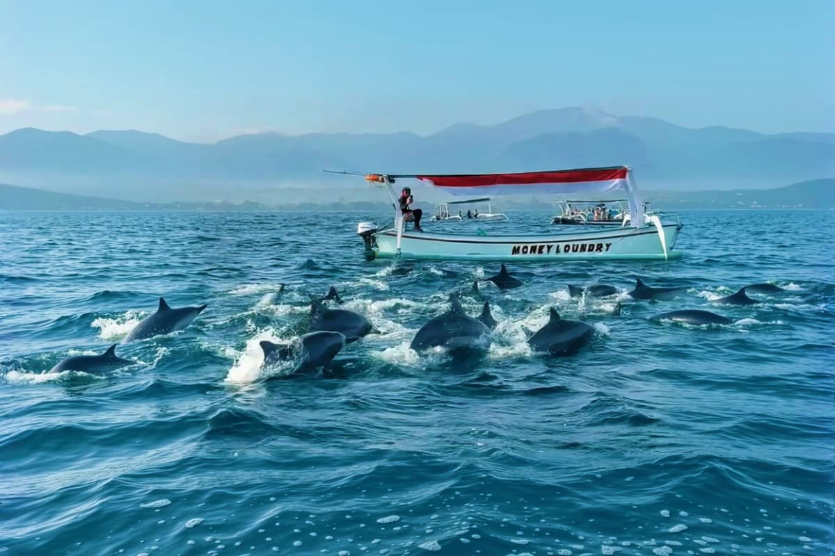 Lovina Dolphin Watching and Snorkeling Tour in Bali Fishing boat Money Laundry with dolphins swimming in shallow waters off Lovina Beach, Bali, with mountains in background
