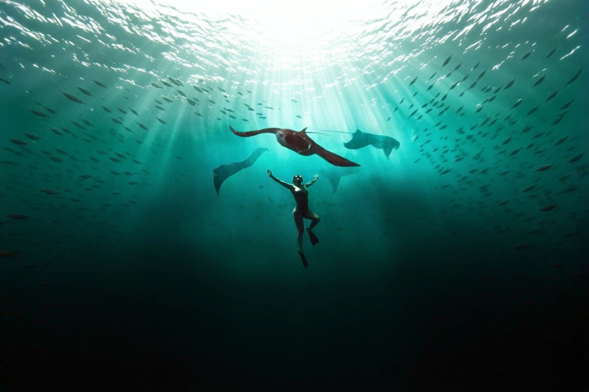 Nusa Penida Manta Bay Snorkeling Experience Snorkeler swimming with manta rays and school of fish in clear turquoise ocean water near Nusa Penida Bali