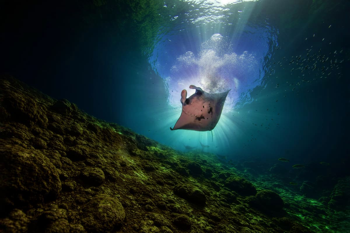 Nusa Penida Manta Bay Snorkeling Experience Manta ray gliding underwater near rocky seafloor with sunlight filtering from above in clear turquoise water