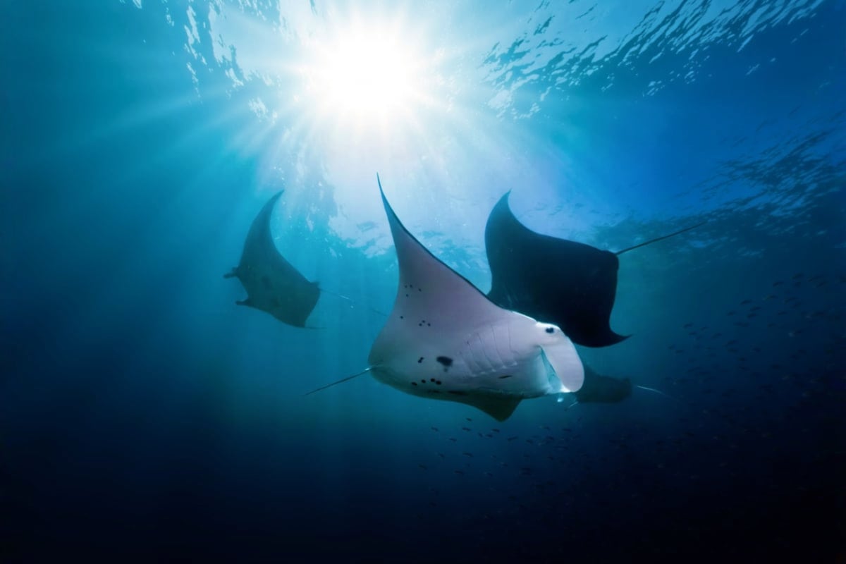 Nusa Penida Manta Bay Snorkeling Experience Group of manta rays swimming underwater with sunlight filtering through the ocean surface above