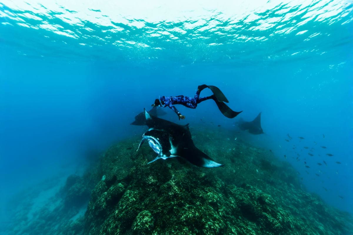 Nusa Penida Manta Bay Snorkeling Experience Scuba diver observing manta rays swimming above a rocky reef in clear blue ocean water at Nusa Penida Manta Bay