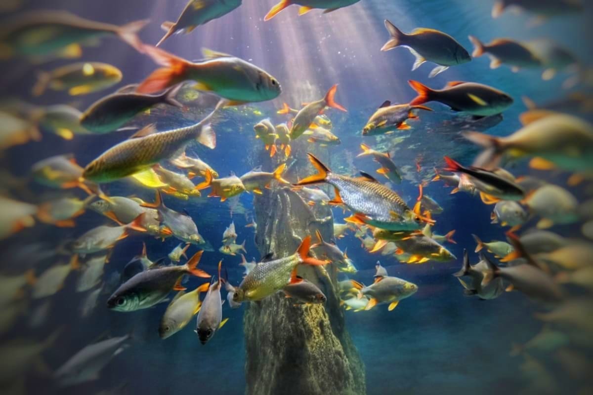 School of colorful fish with orange and yellow fins swimming around a gray rock formation underwater with blue water and sunl
