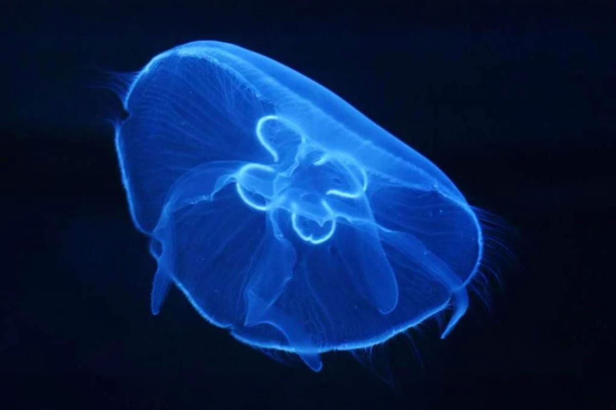 Bioluminescent blue jellyfish with glowing tentacles swimming against dark ocean background at Aquaria KLCC