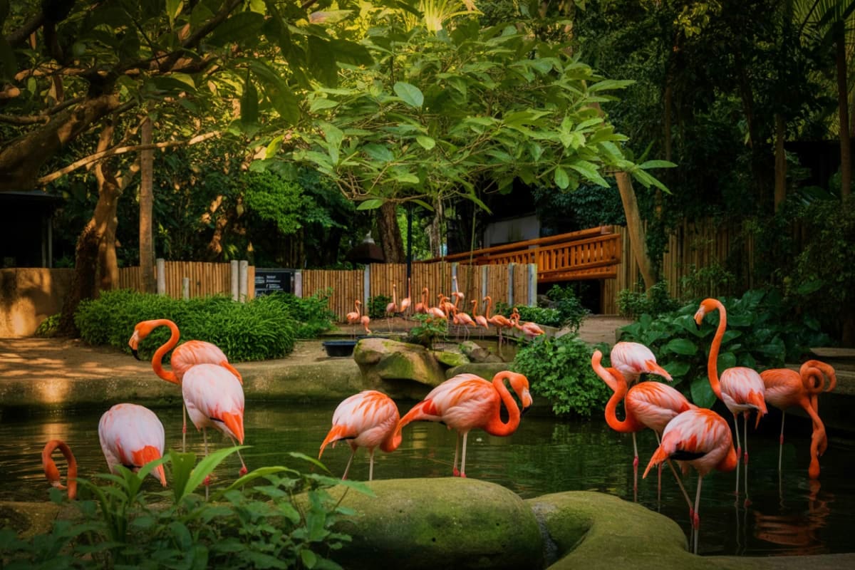 Chiang Mai Night Safari Group of pink and orange flamingos wading in pond at Chiang Mai Night Safari zoo exhibit with wooden fence and lush vegetatio