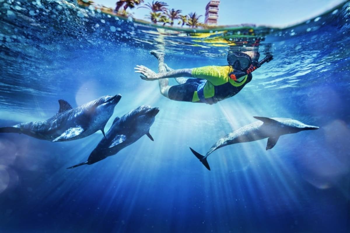 Snorkeler in neon vest swimming underwater with three dolphins in clear blue water near tropical resort