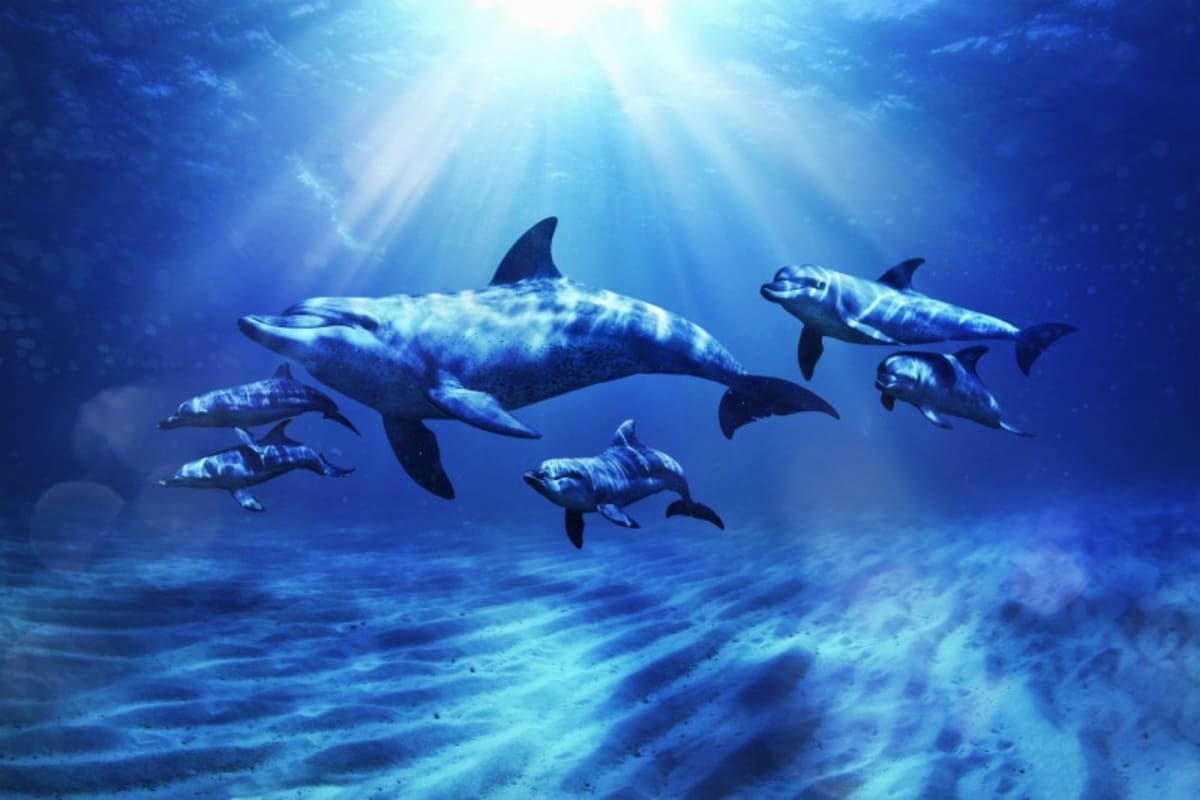 Pod of dolphins swimming together underwater in clear blue ocean water with sunlight filtering from above
