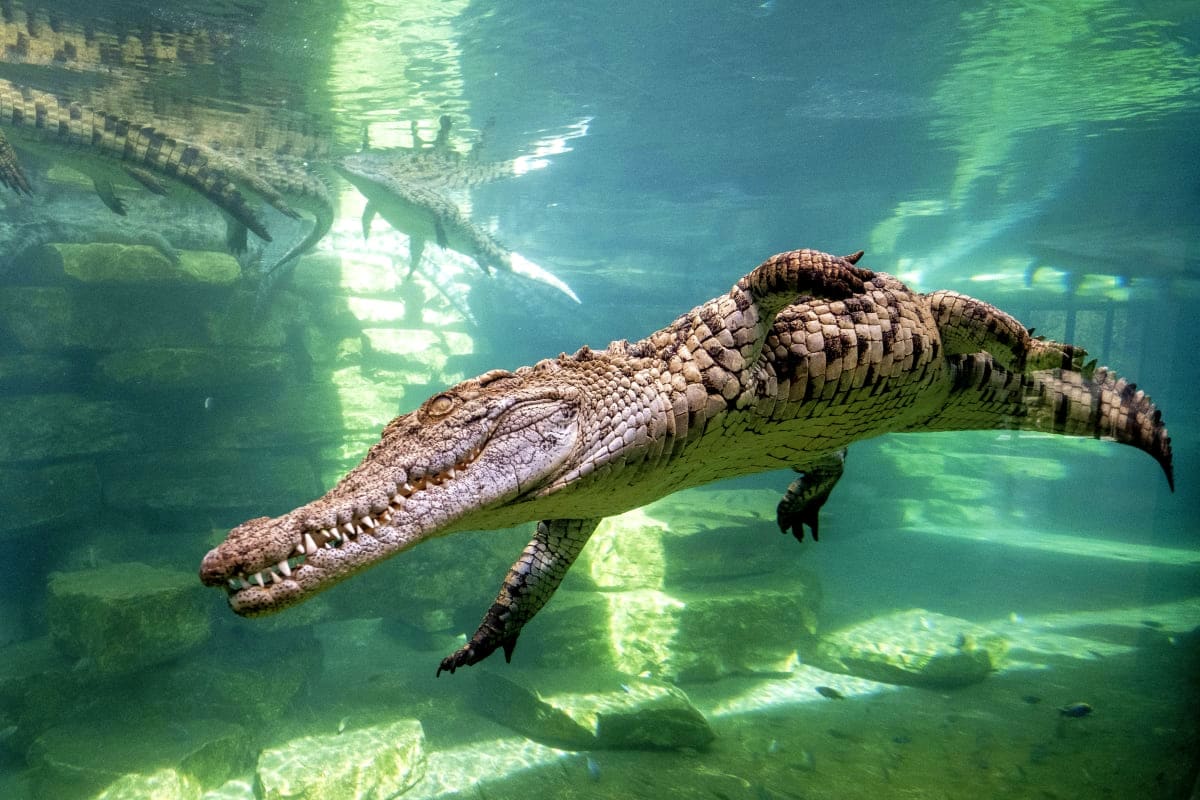 Saltwater crocodile swimming underwater in clear turquoise water at Dubai Crocodile Park enclosure