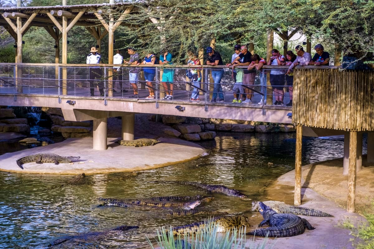 Saltwater crocodile swimming underwater in clear turquoise water at Dubai Crocodile Park enclosure (2)