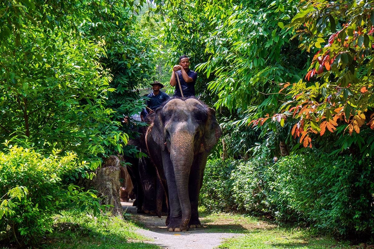 Elephant Sanctuary Tour with Deerland Park and Aboriginal Village Visit Two mahouts riding an Asian elephant on a jungle path surrounded by dense green vegetation and trees