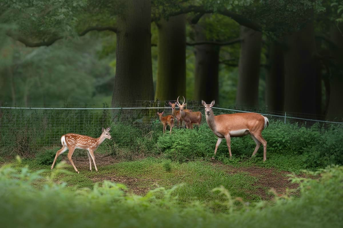 Elephant Sanctuary Tour with Deerland Park and Aboriginal Village Visit Herd of deer with spotted fawn and bucks with antlers grazing in fenced woodland area surrounded by tall trees
