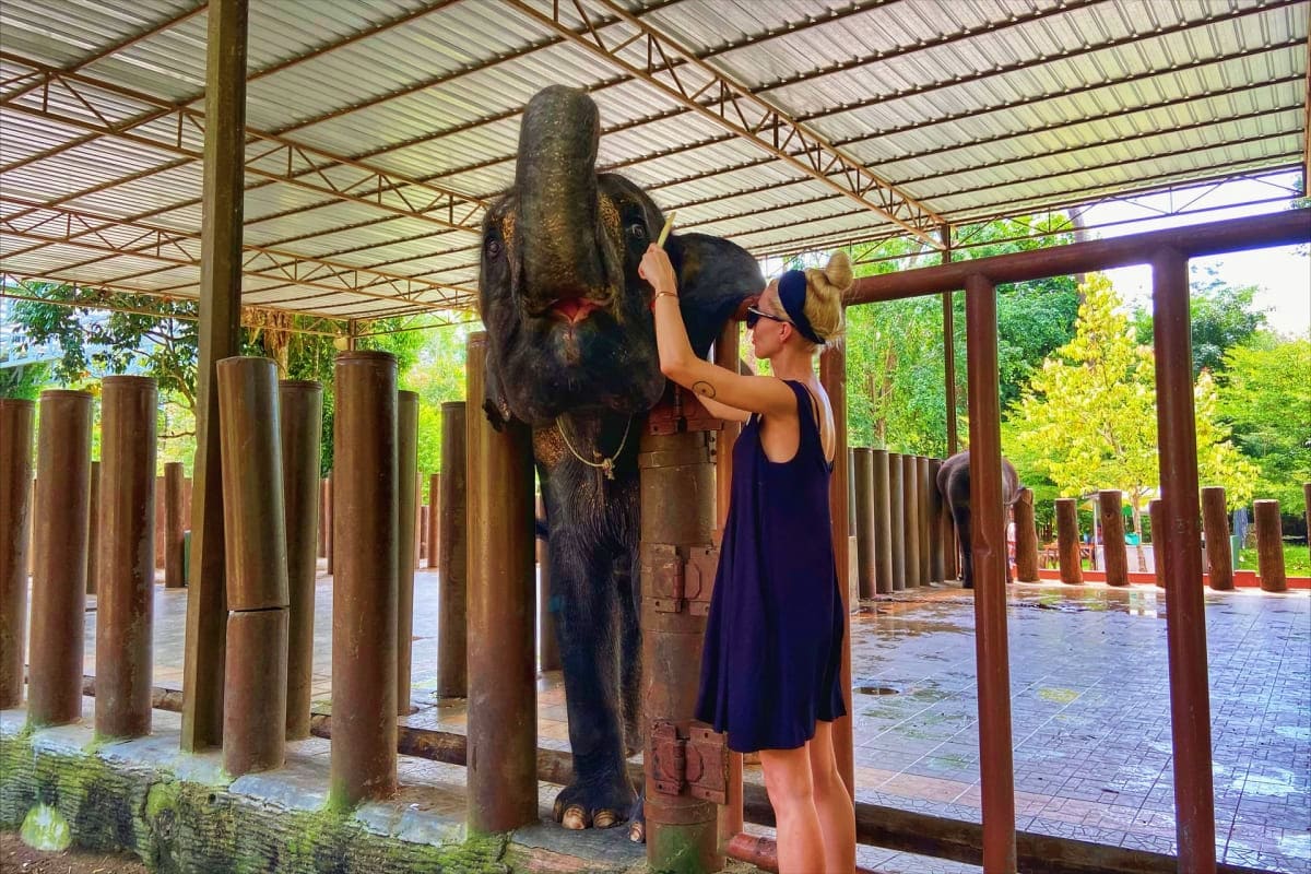 Elephant Sanctuary Tour with Deerland Park and Aboriginal Village Visit Woman feeding an elephant with her hand at an elephant sanctuary enclosure with wooden posts and metal roof.