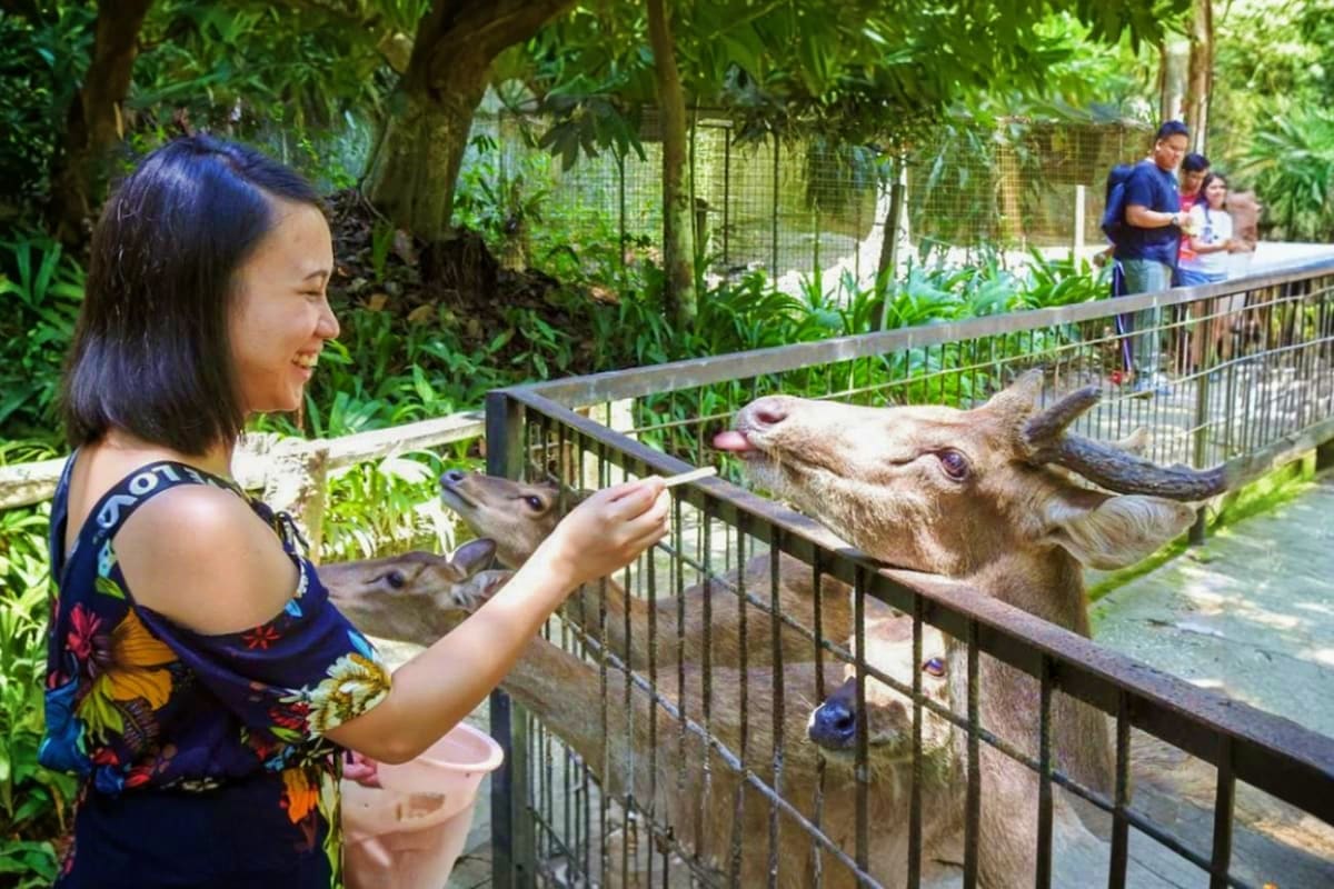 Elephant Sanctuary Tour with Deerland Park and Aboriginal Village Visit Young woman feeding goats at a petting zoo enclosure surrounded by lush green vegetation and trees