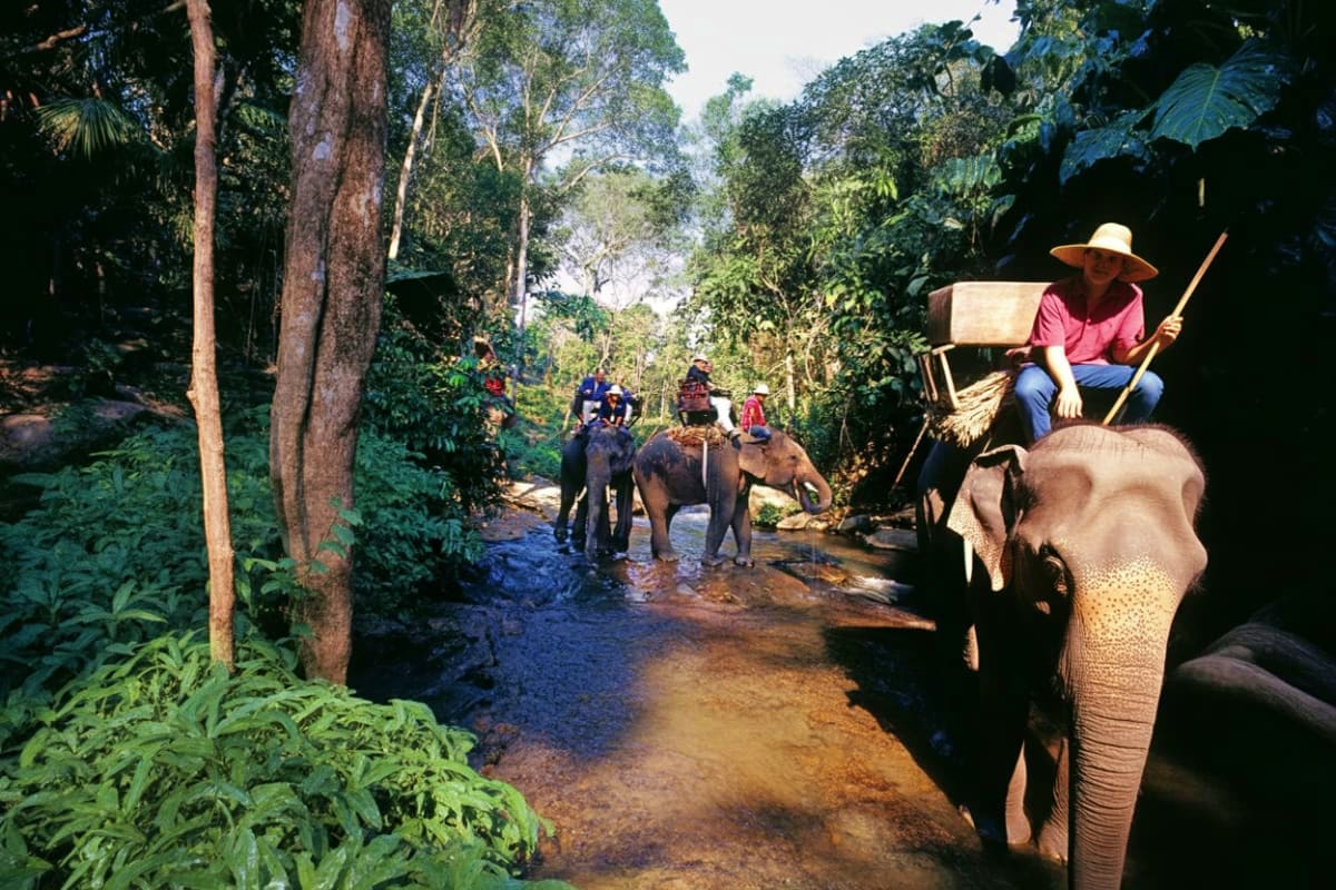 Jungle Safari Tour Mahout riding elephant through jungle stream with other tourists on elephants following through dense tropical forest vegetat