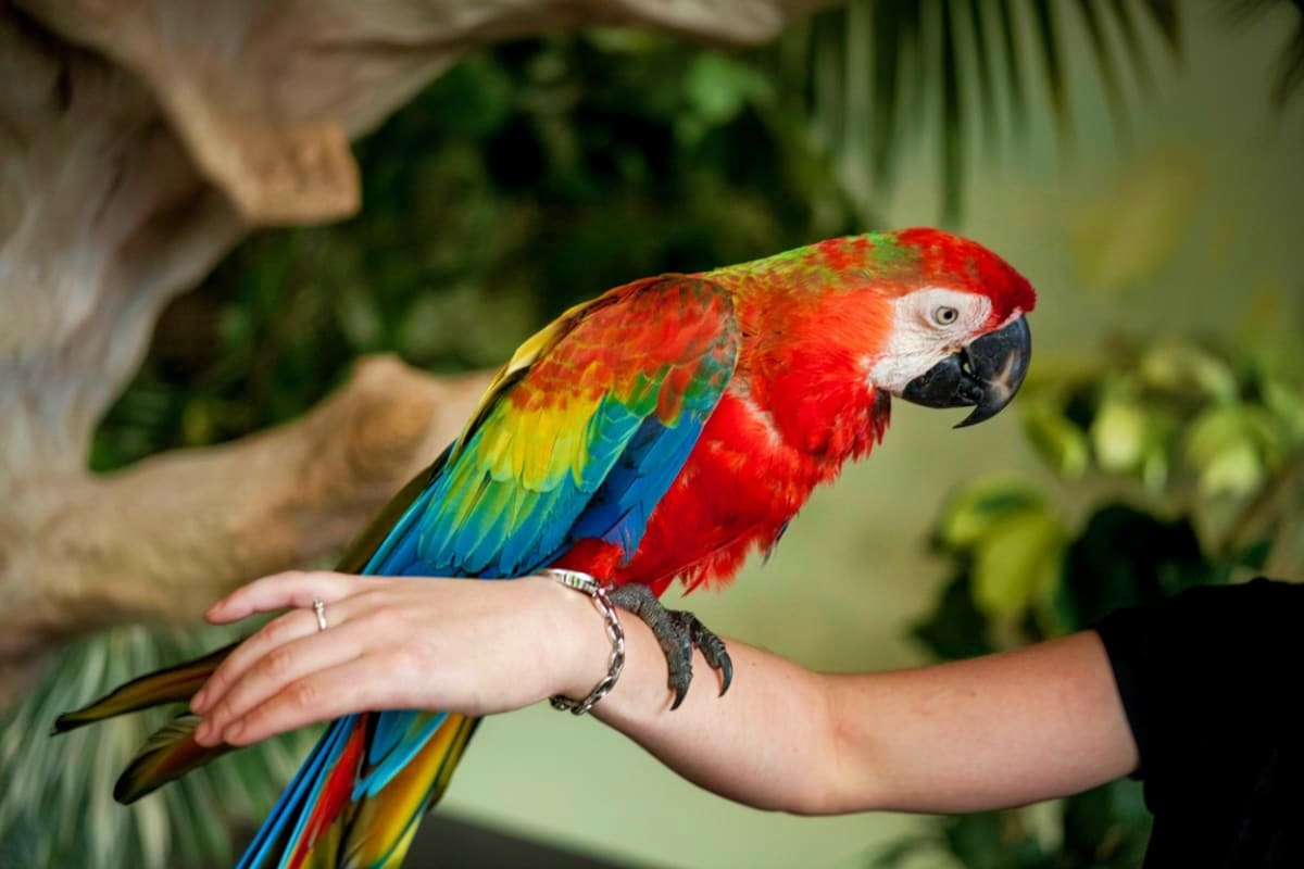 Penang Bird Park Colorful macaw with red plumage and blue wings perched on visitor's arm at Penang Bird Park
