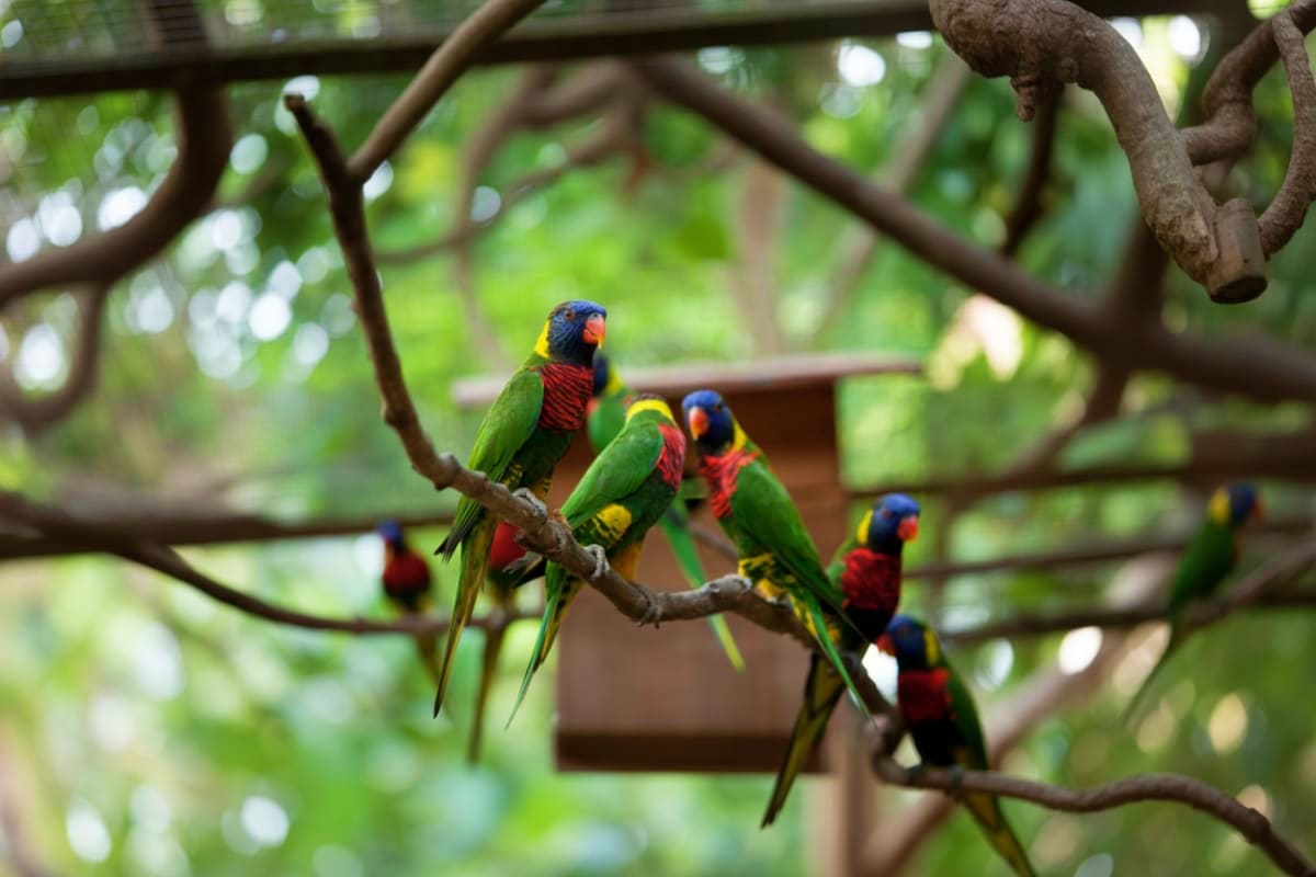 Penang Bird Park Rainbow lorikeets perched on a branch at Penang Bird Park, displaying vibrant green, red, blue and yellow plumage