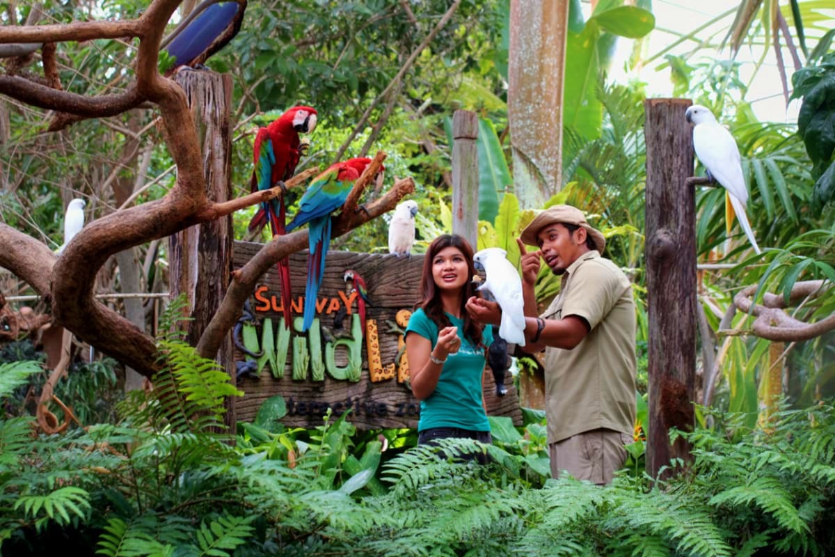 Sunway Lagoon Woman and zookeeper holding white cockatoos while red and blue macaws perch on branches in tropical bird aviary at Sunway Lag