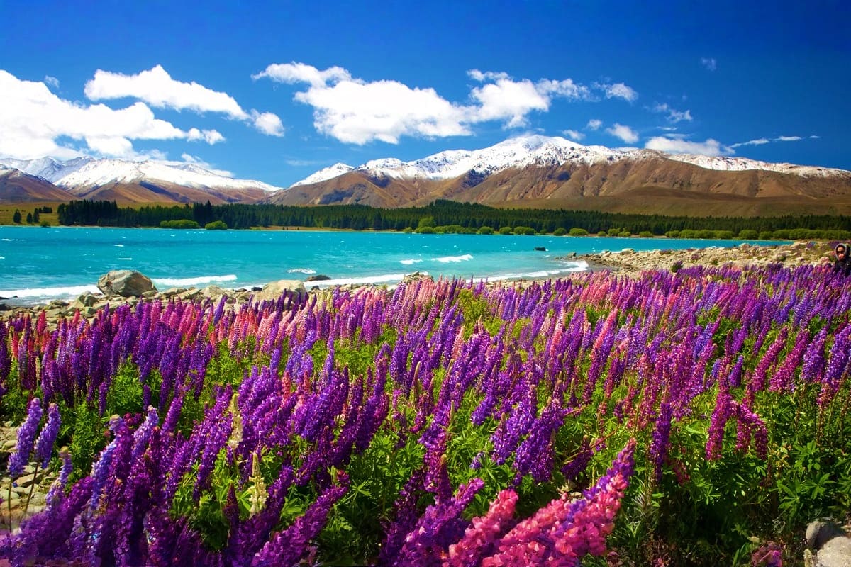 South Island Tour of New Zealand – 5 nights & 6 days Purple lupine flowers blooming on shore of turquoise Lake Tekapo with snow-capped mountains and forest in background, New Zea
