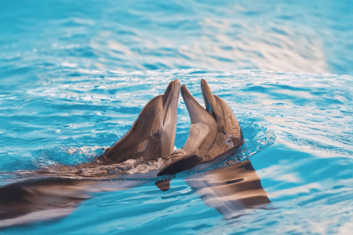 Dolphinarium Two dolphins with raised heads emerging from bright blue ocean water during a marine show performance