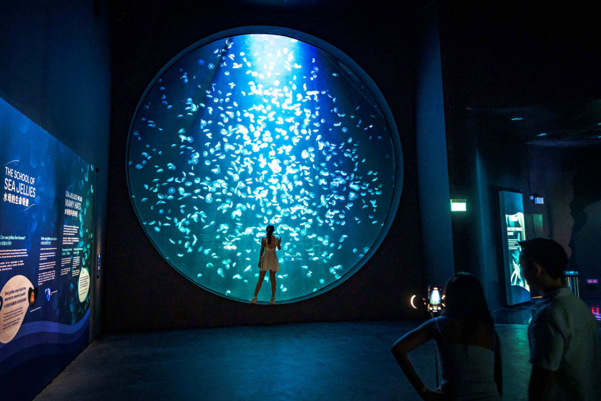 Singapore Oceanarium Visitor standing before large circular aquarium tank filled with illuminated jellyfish at Singapore Oceanarium marine exhibit