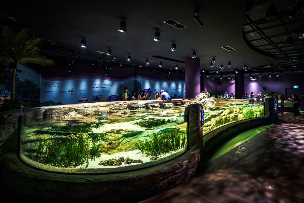 Singapore Oceanarium Large illuminated aquarium exhibit displaying underwater landscape with rocks, aquatic plants, and marine life in museum sett