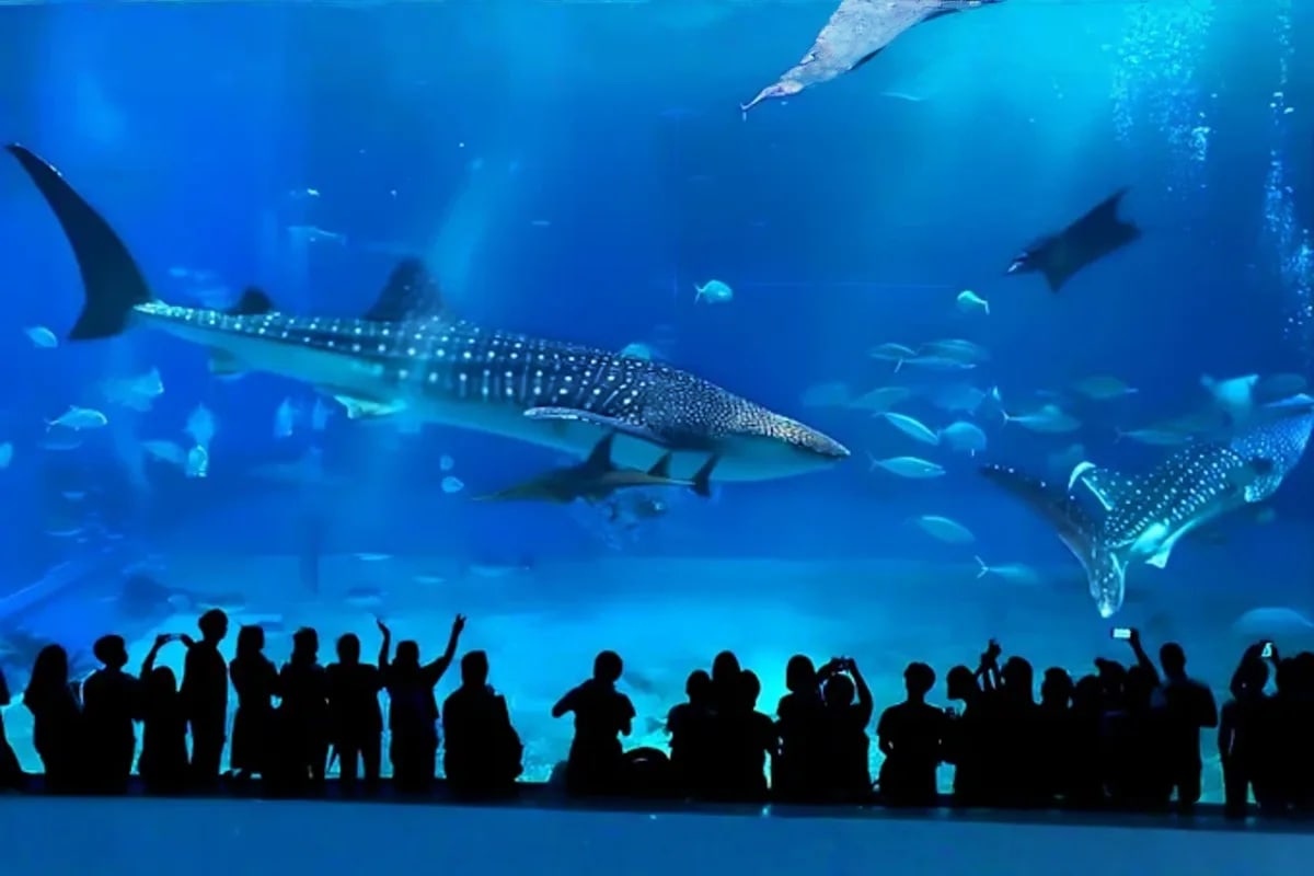 Visitors viewing whale sharks and tropical fish through large underwater acrylic panel at Singapore Oceanarium aquarium tank