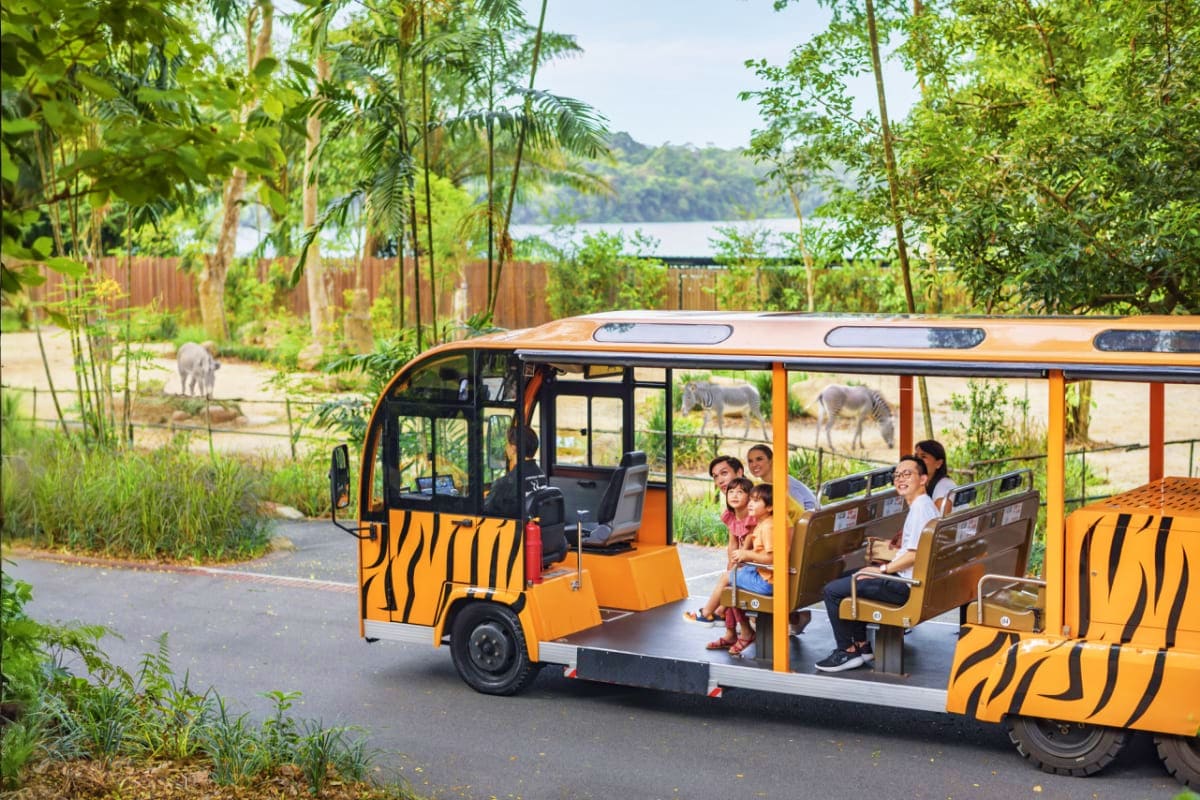 Singapore Zoo with Tram Ride Orange and black striped tram with passengers riding through lush tropical zoo environment with grazing zebras visible in the
