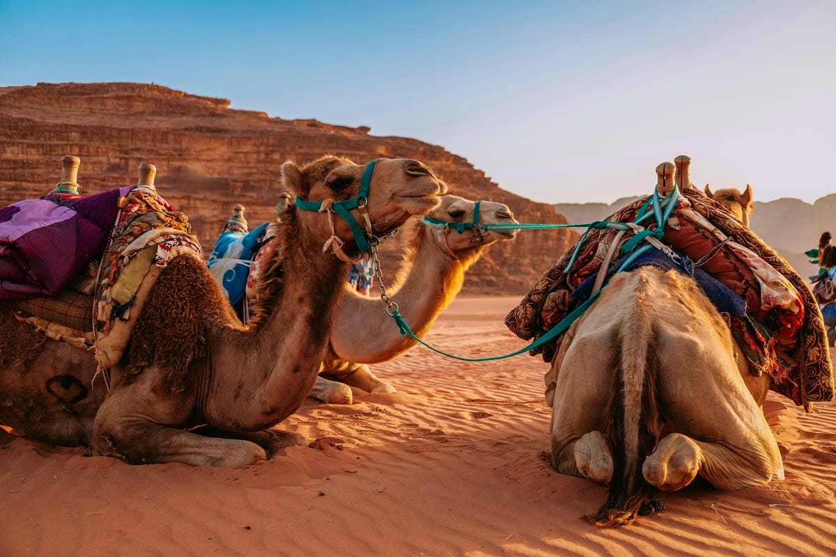 Jordan Amman Classic Tour Package Decorated camels resting in desert sand with rocky mountains in background during camel ride tour in Jordan