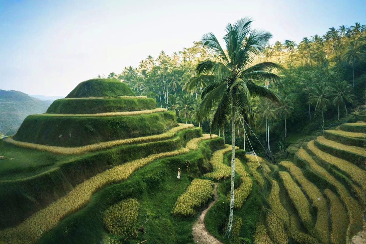 Terraced rice fields with palm trees and a single person walking on a path through the lush green Balinese landscape