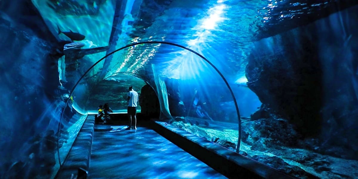 Visitors walking through underwater tunnel at Cebu Ocean Park with fish swimming overhead and blue ocean water surrounding tr
