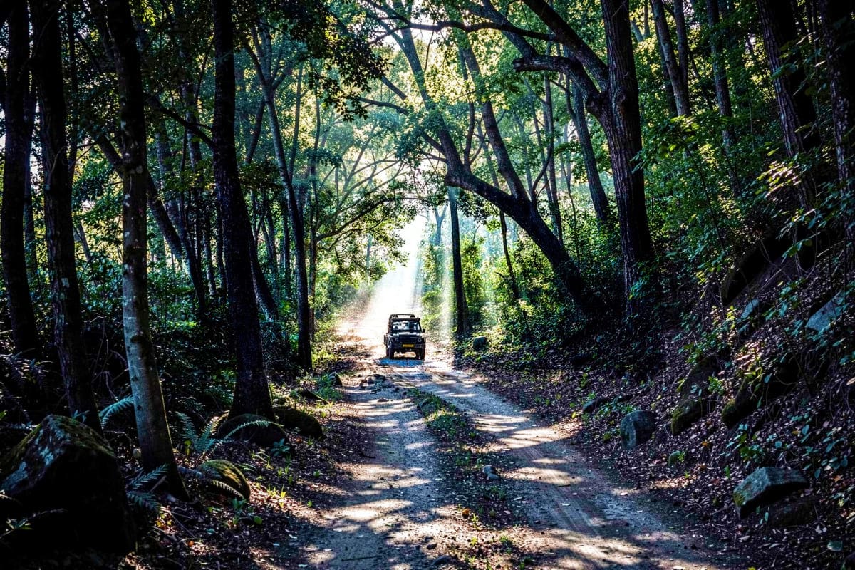 Jeep driving on dusty forest road through dense tree canopy in wildlife sanctuary