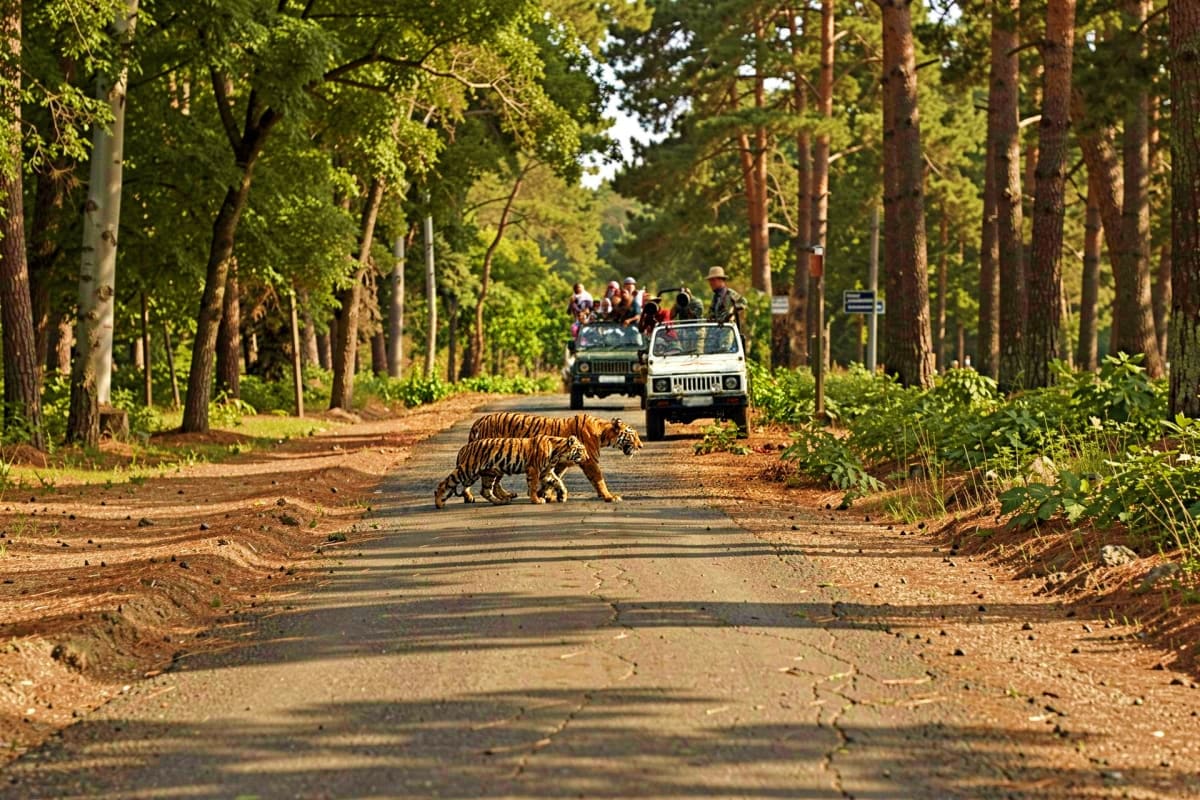 Tiger crossing forest road during Jeep Safari with tourists in vehicles among tall trees