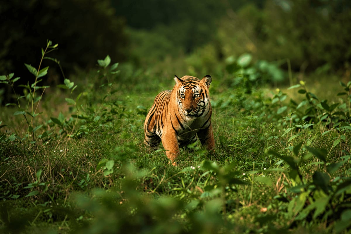 Tiger walking through dense green vegetation in natural forest habitat during safari tour
